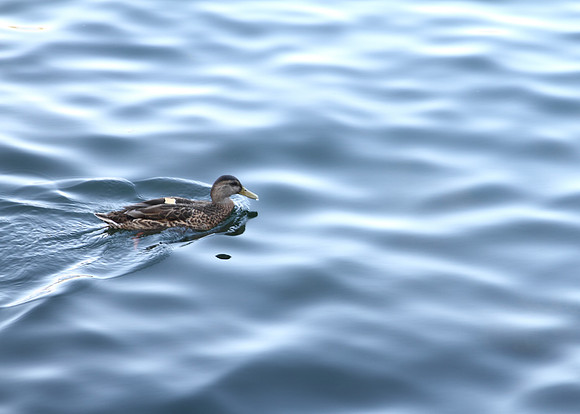 Duck, Lake Arrowhead, CA