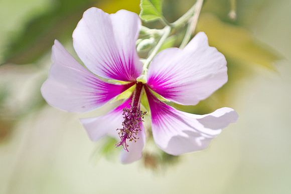 Pink and purple