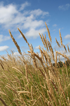 Sauvie Island Wheat
