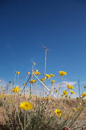 Radio Tower Flowers