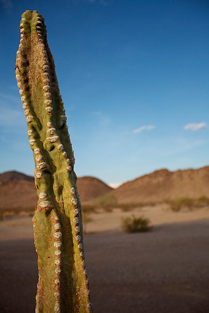 Cactus in the CA Dessert