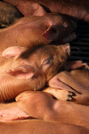 Snugglin' Piglets