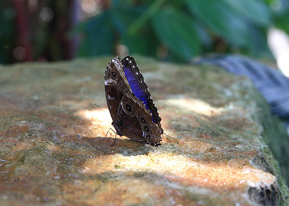 Blue Morpho (Morpho peleides)