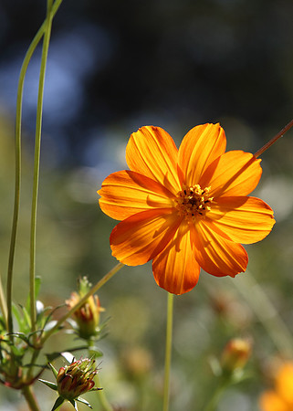 Sun through the petals