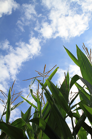 Corn in the Sun
