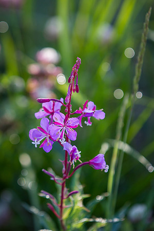 Morning Delicate