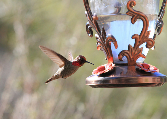 Tuscon Hummingbird