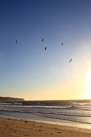 Windy Redondo Birds