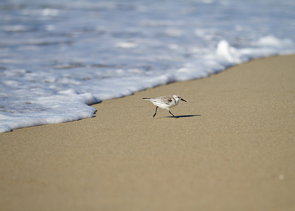 Mad Dash from the Water