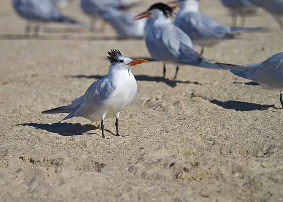 Gull with the Fancy Hair