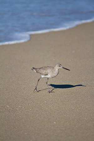 Long Legs on the Beach