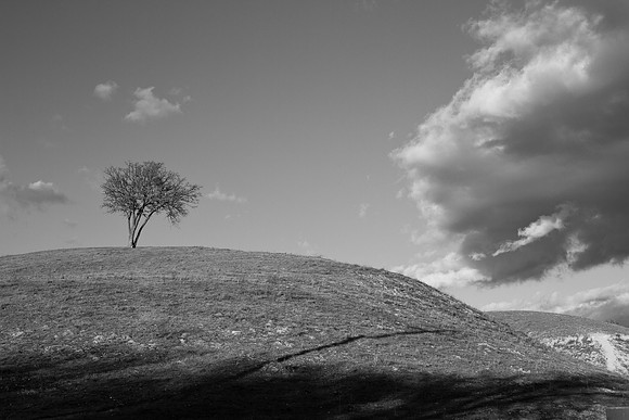 Arboreal Soloist