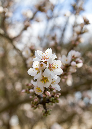 Snowy Tree Blossoms