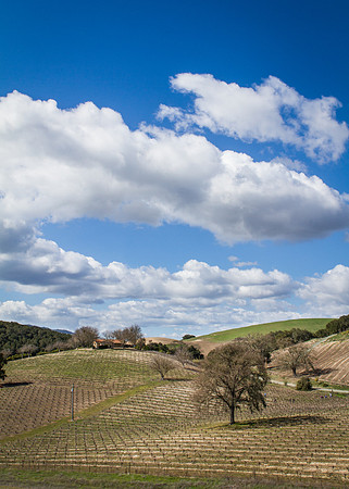 Winter in the Vineyard
