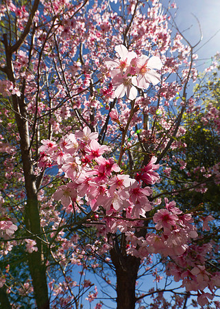 Cherry Blossom Sunlight