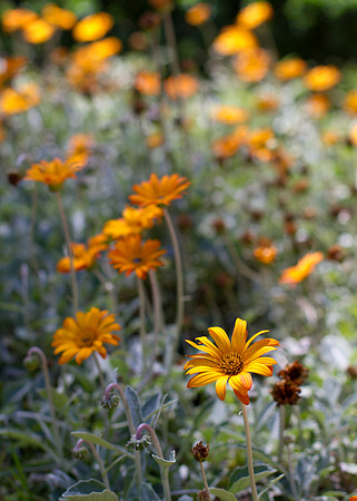 Bed of Golden Orange