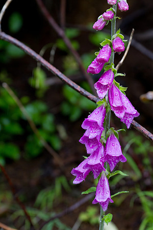 Purple Bells in the Rain