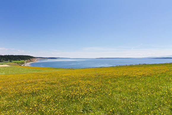 Yellow Fields