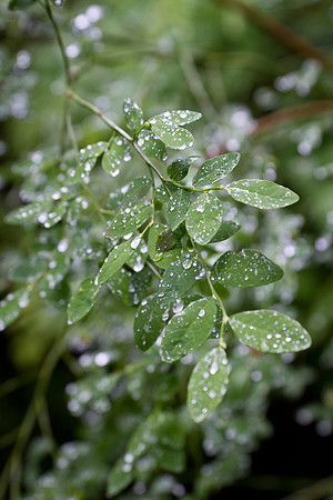 Mercury on the Leaves