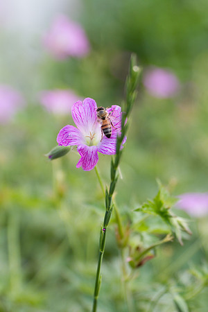 Delicate Flower with Bee