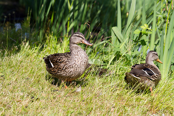 Quacks-a-lot