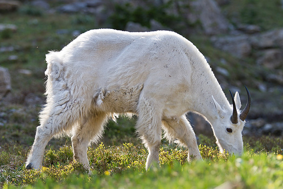 Mountain Goat Backlit by Sun