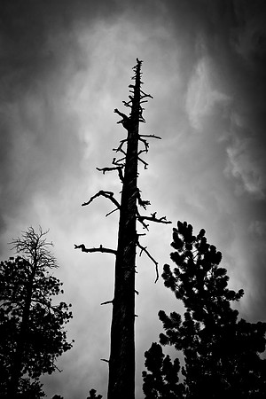 Silhouetted Cycles