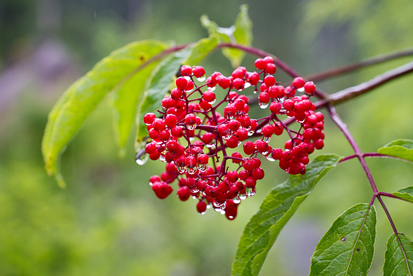 Holly Berry Droplets