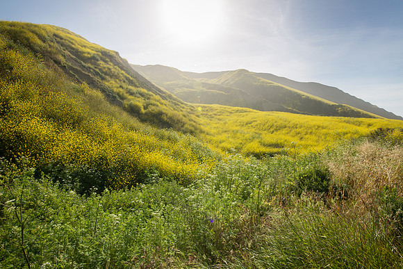 Rincon Blooming Hillsides