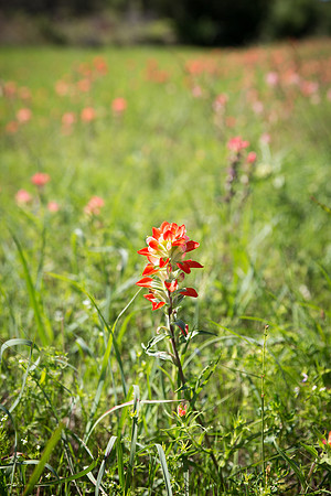 Highway 281 Indian Paintbrush