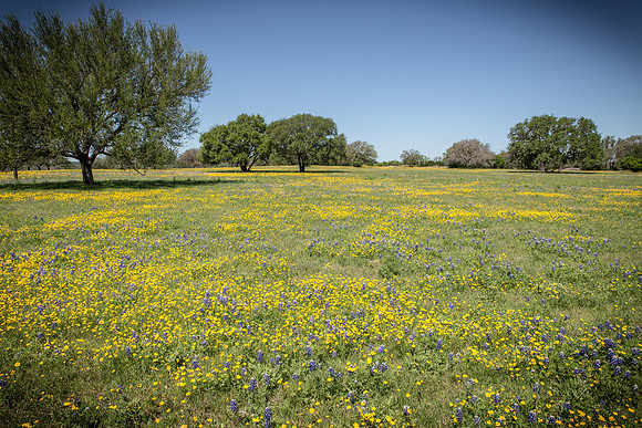 Texas Wildflower Field