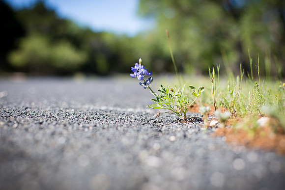 Roadside Bluebonnet