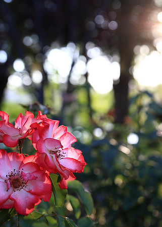 Petals in the Sunset, Lake Arrowhead, CA
