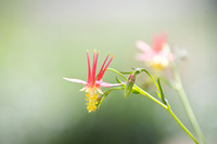Flowers & Plants
