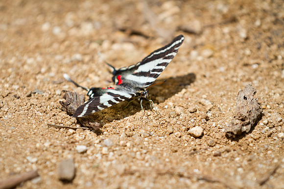 Red Tailed